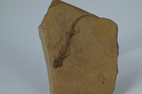 Salamandre fossile apateon - fossile,