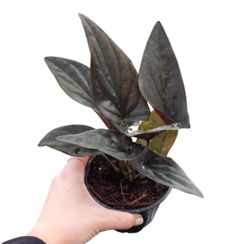 Syngonium red arrow live - 'red,
