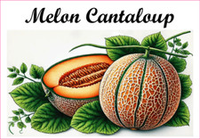 Melon Cantaloup 12 sticker vinyle conserve fruit légume confiture fait maison