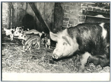 France, Une sow vintage silver print silver print 13x18 Circa 19