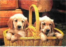 Animals - Dogs - Golden Retriever - Puppies - Wicker Basket - Postal Flame