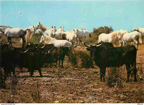 Carte postale animaux - postale,