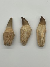 Lot de 3 dents fossiles de