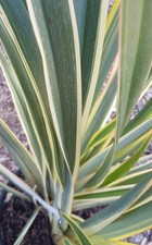 Phormium tenax 'Variegata' /