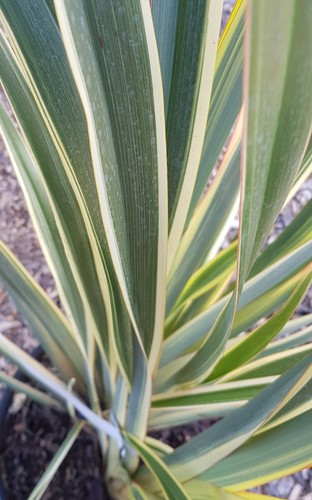 Phormium tenax variegata - phormium,