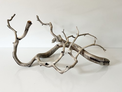 Manzanita driftwood reptile - manzanita,
