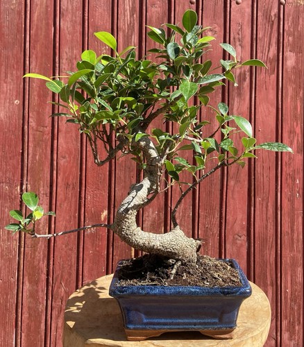 Bonsaï ficus retusa - ficus,