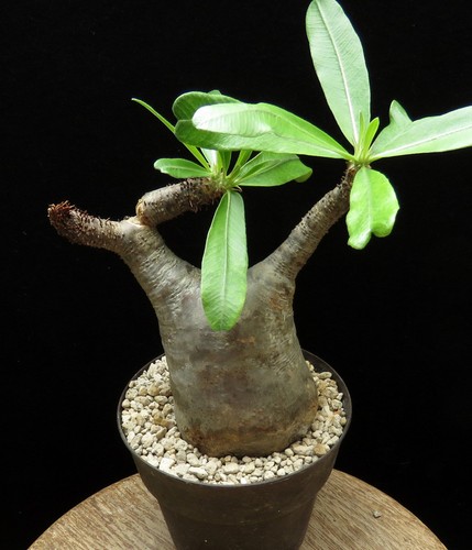 Pachypodium makayense caudex - makayense,