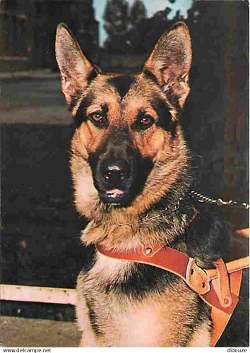 Postcard animals dogs - animals,
