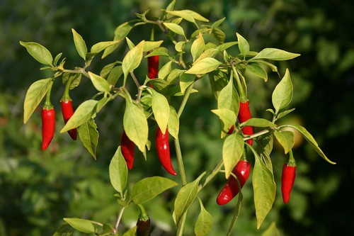 Graines piment oiseau - graines,