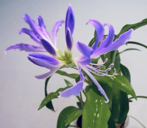 Miniature blue - miniature,