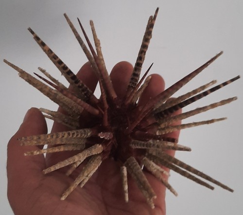 Curiosité taxidermie - curiosité,
