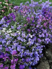 Lot De 50 Graines D'Aubriete