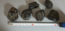FOSSIL LOT OF FOSSILS BLACK STONE TO IDENTIFY
