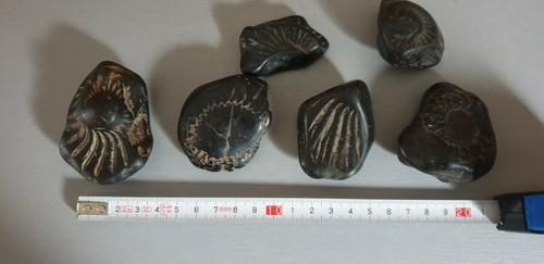 Fossile lot fossiles - de, pierre