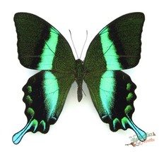 Vert Paon Papillons Papilio