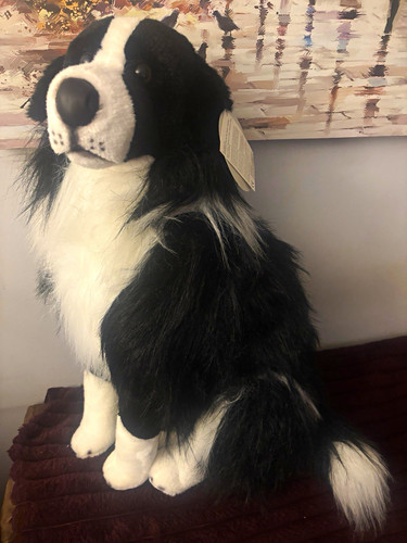 Prima classique border collie - border,