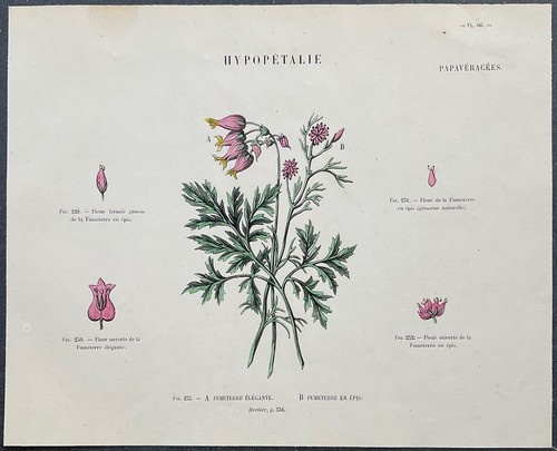 Herbier fumeterre élégante - herbier,
