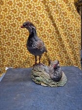 taxidermie Perdrix Rouge