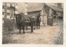 OLD PHOTOGRAPH CIRCA 1930 TWO HORSES IN THE YARD OF A FARM
