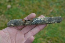 Cote fossile Dauphin 59g