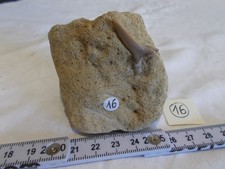 FOSSIL.FRANCE.SHARK TOOTH.ODONTASPIC.LOUPIAN.HERAULT.MASS 200 GRAMS.