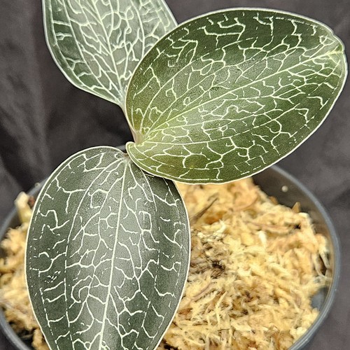 Macodes anoectochilus - macodes,