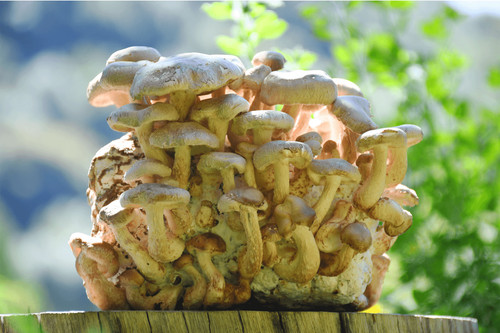 Shiitake mushroom grow kit - kit, by