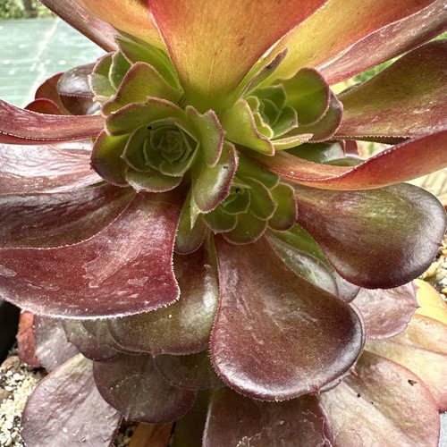 Une plante aeonium velour - ,
