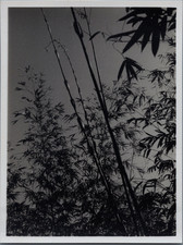 Taiwan, Bamboo on the Slopes of Kwan Yin, Vintage Print, 1953 Photo Taken 