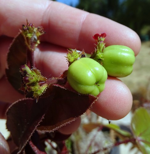Jatropha gossypiifolia - gossypiifolia, 10
