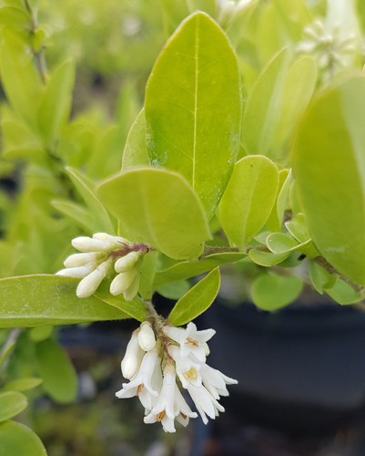Ligustrum obtusifolium