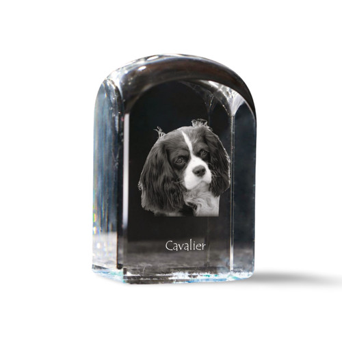 Cavalier king charles - cavalier,