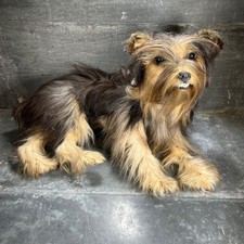 Ancienne, antique Taxidermie – Yorkshire Terrier – Milieu XXe – Cabinet curiosit