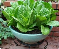 1000 ROMAINE LETTUCE Seeds-Non GMO-Open Pollinated-Organic