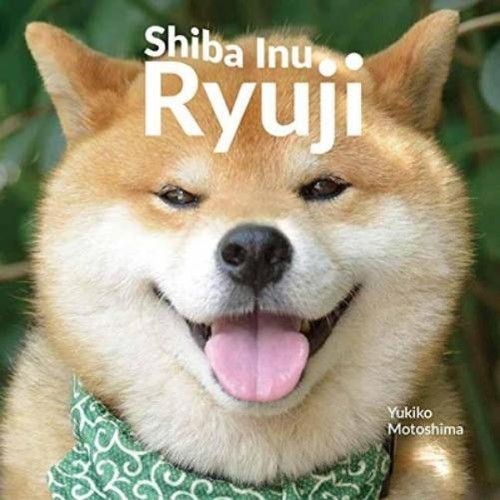 Yukiko motoshima shiba - yukiko,