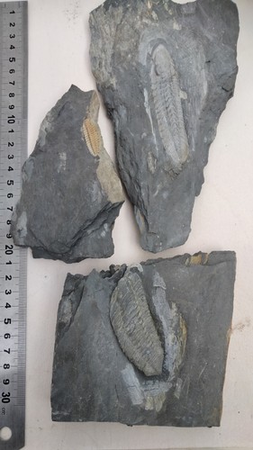 Lot trilobite ordovicien - lot,