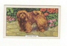 Dog cigarette card 1937 #41 Lhassa Apso