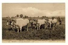 Cpa 03 Coupling of six oxen under the yoke for a Bourbon Labourage. Animated.
