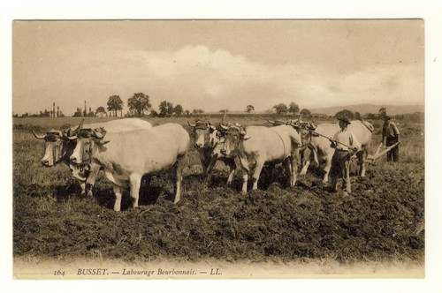 Cpa attelage six bœufs - 03,