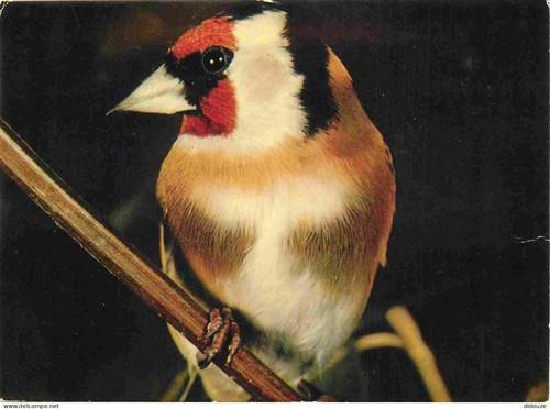 Carte postale animaux - postale,