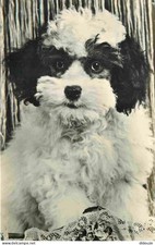 Carte Postale - Animaux -