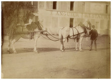 Genre Scene, Horses Pulling a Hay Cart Vintage Albumen Print Shooting