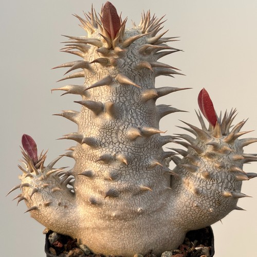 1piece 6cm seedgrowth seedling - 1piece,