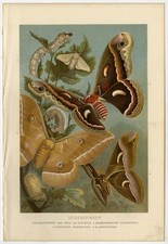 Antique Print-BUTTERFLY-SILK MOTH-COCOON-Brehm-1892