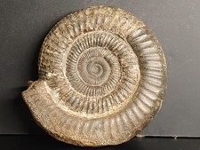 Ammonite Dactylioceras Commune
