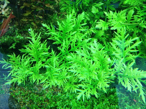 Hygrophyla difformis plante - difformis,