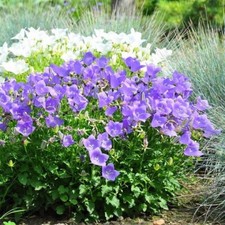 Lot De 100 Graines De