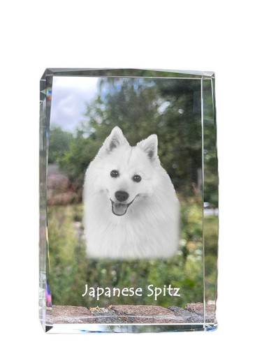 Spitz japonais cristal - , avec