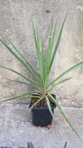 Yucca rigida blue sentry - rigida, /